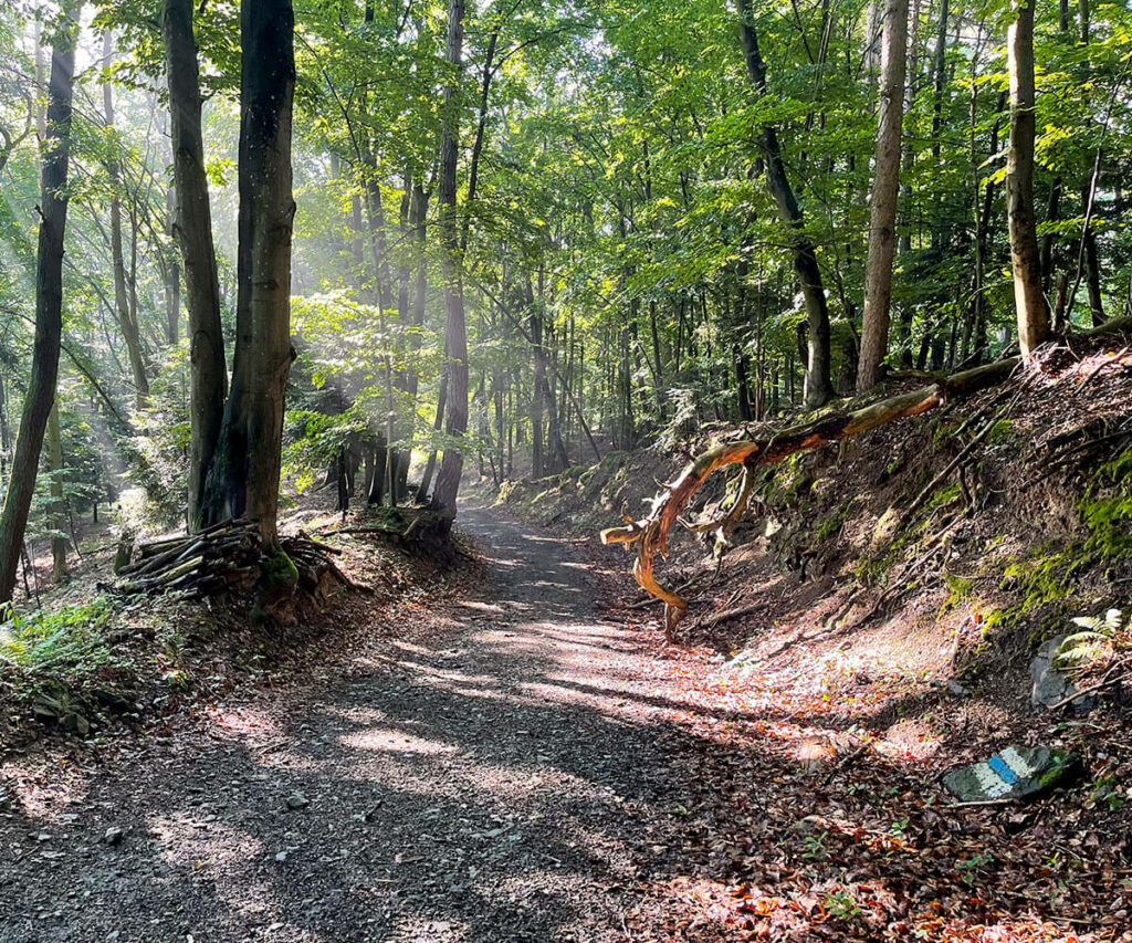 waldweg_wachau_wandern