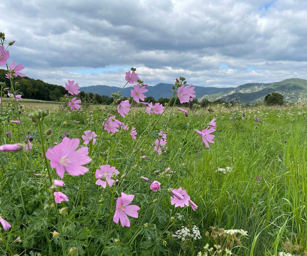 blumenwiese_wachau_furth