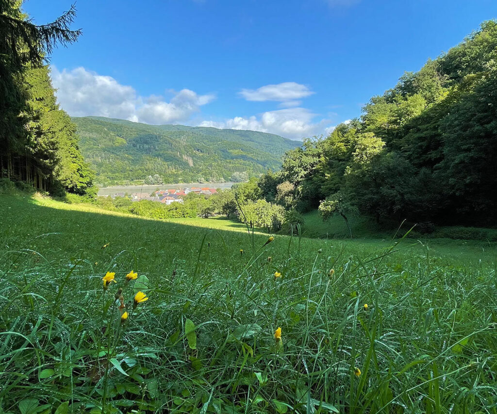 donaublick_wachau_welterbesteig