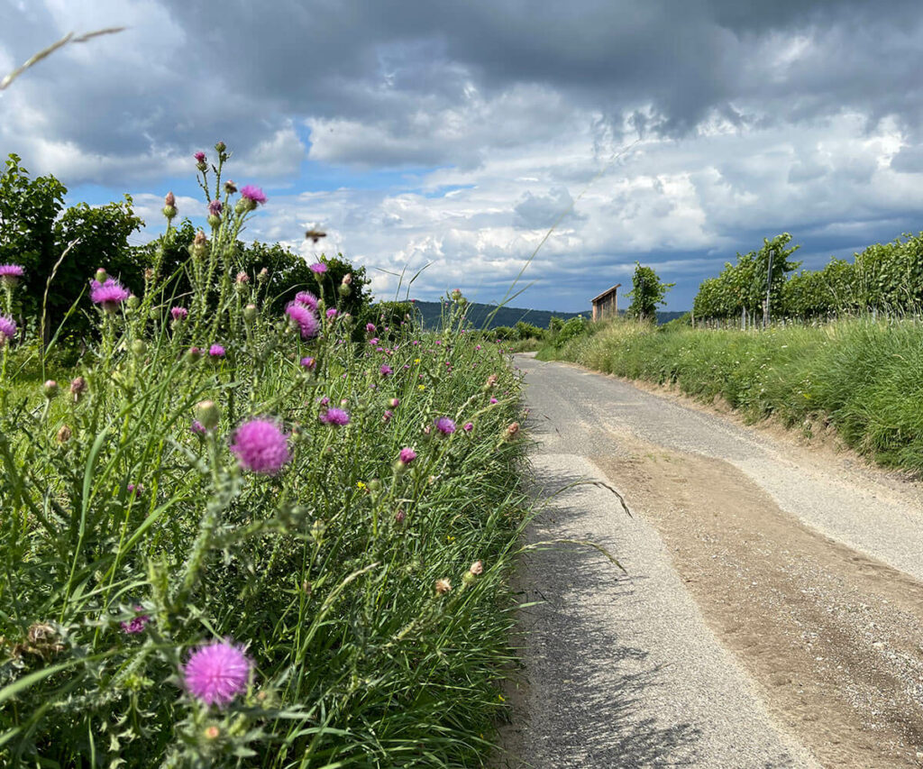 wandern_welterbesteig_mautern
