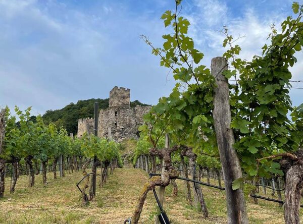 Ruine Hinterhaus in Spitz