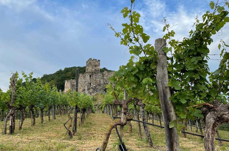 Ruine Hinterhaus in Spitz Wachau