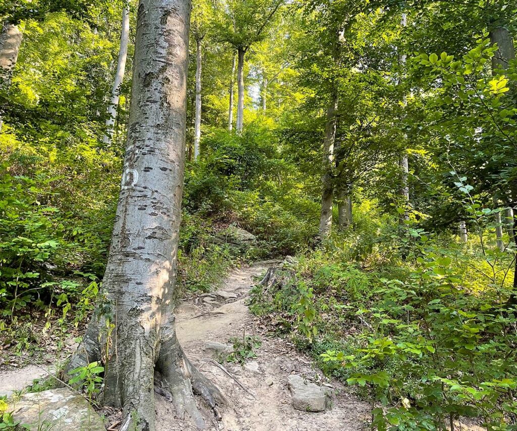 wandern_wachau_aggstein