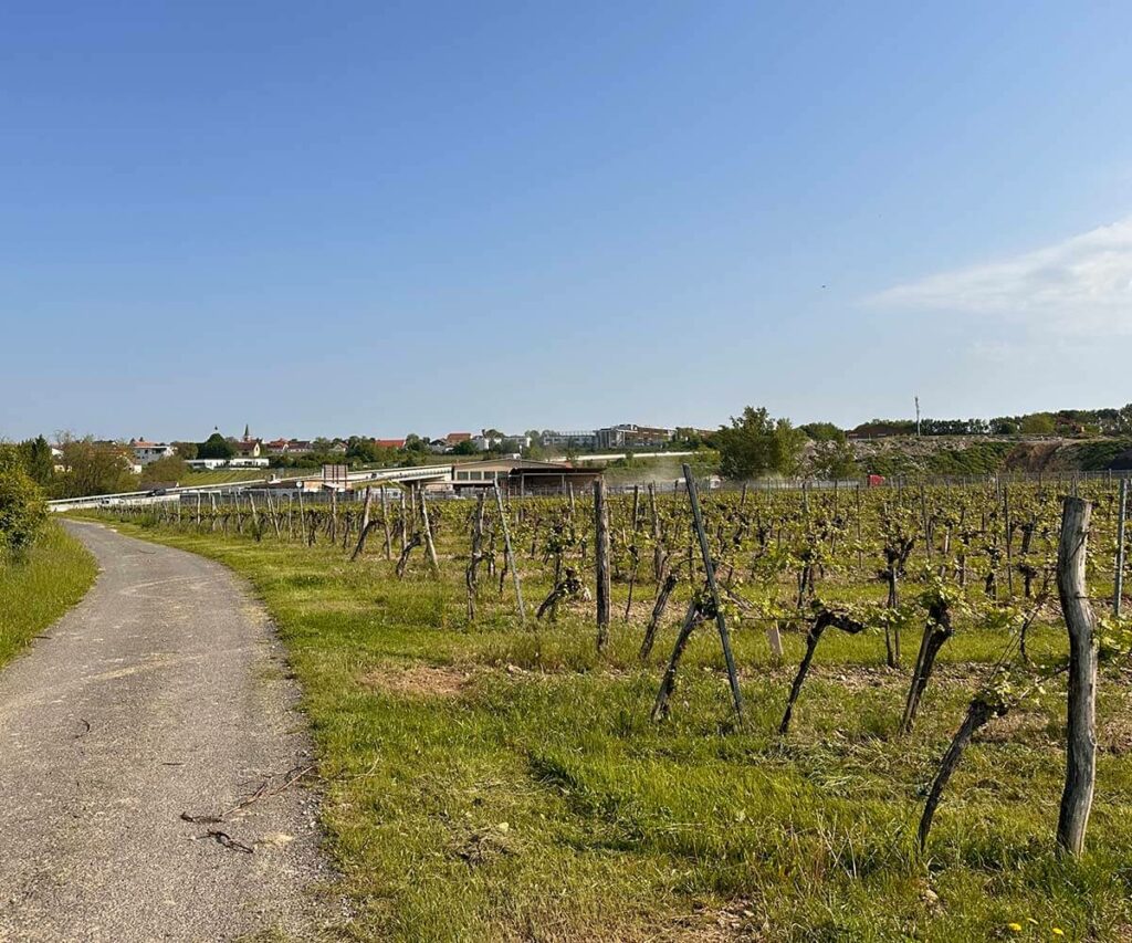 krems_wanderung_sandgruben-rundweg_gneixendorf