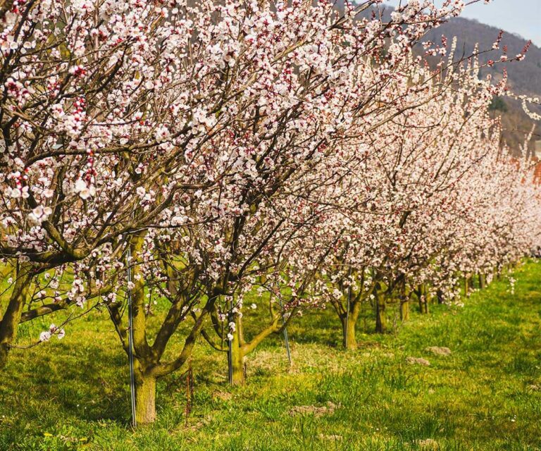Marillenbäume in der Wachau in voller Blütenpracht.