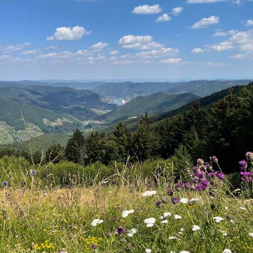 Ausblick von der Wachau Terrasse am Jauerling