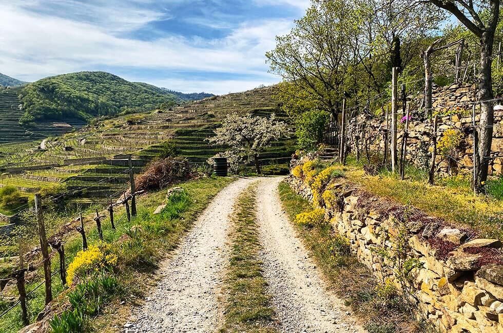 Frühlingshafter Wanderweg in Weißenkirchen.