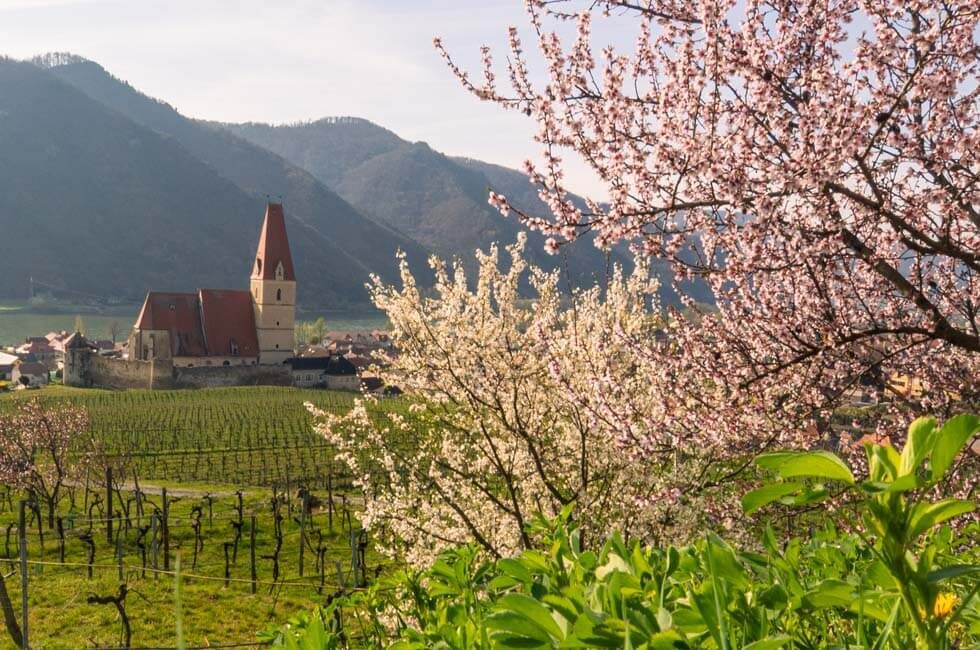 Mandelblüte vor der Wehrkirche in Weißenkirchen in der Wachau.