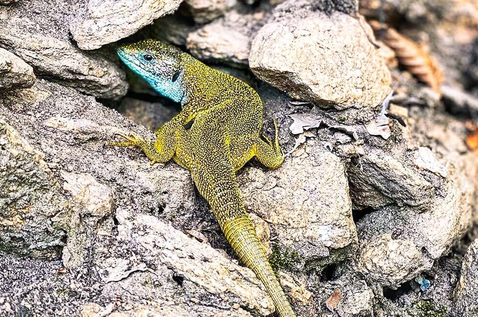 Smaragdeidechse auf Steinen in der Wachau.
