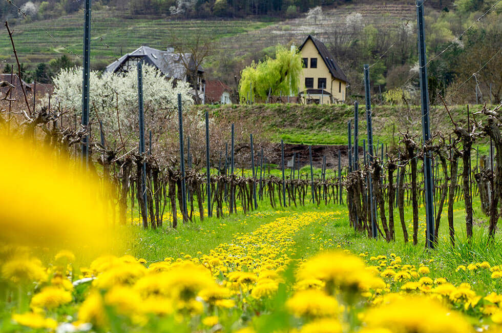 Löwenzahn im Weingarten in der Wachau.