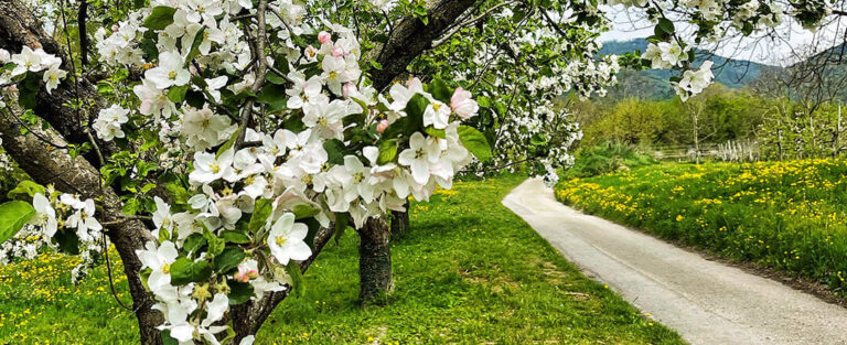 Apfelblüte und Löwenzahn entlang eines Wanderweges in der Wachau.