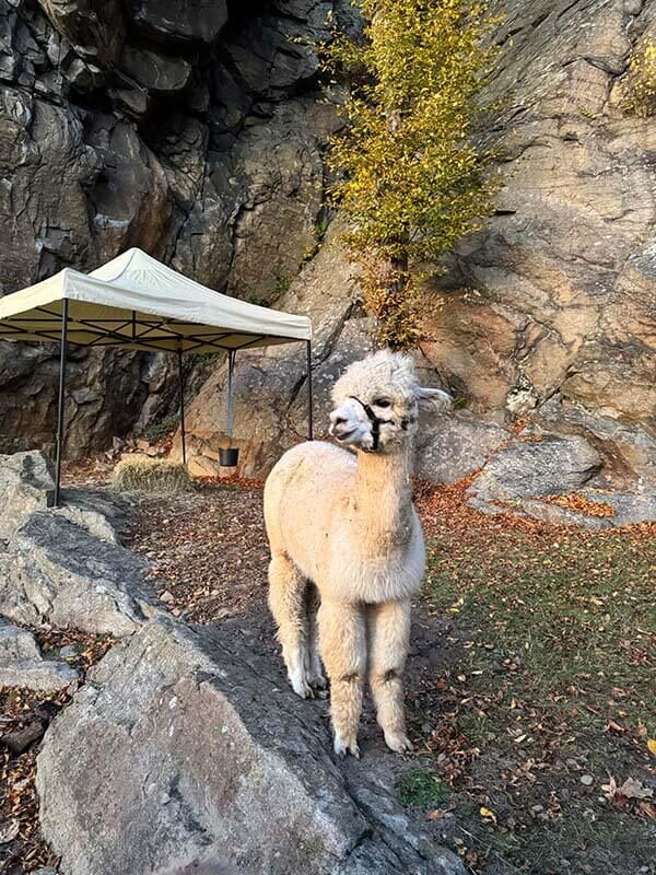 Alpaka beim Burgadvent auf der Ruine Aggstein.