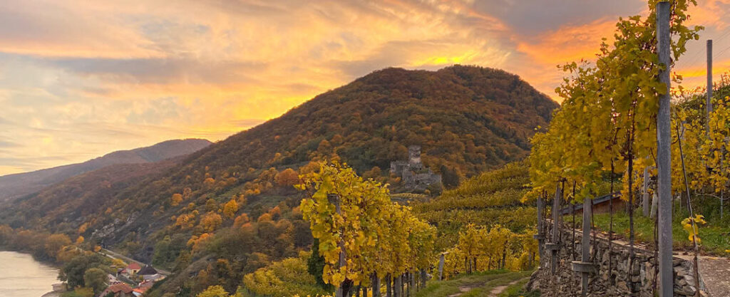 Goldener Herbst in den Weingärten von Spitz.