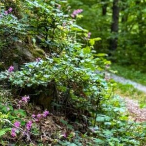 Wegmarkierung Welterbesteig Wachau im Wald