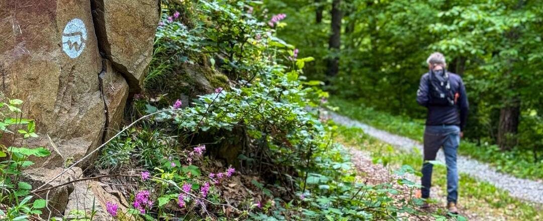 Wegmarkierung Welterbesteig Wachau im Wald